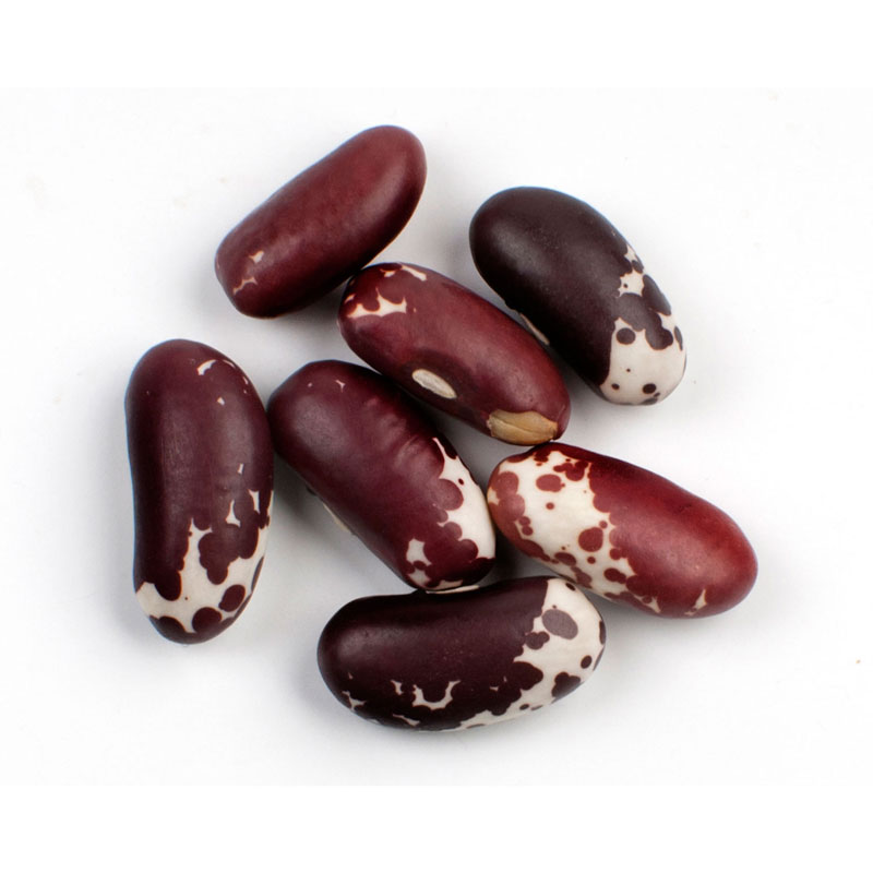 Jacobs Cattle Trout Beans